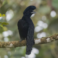Long-wattled Umbrellabird